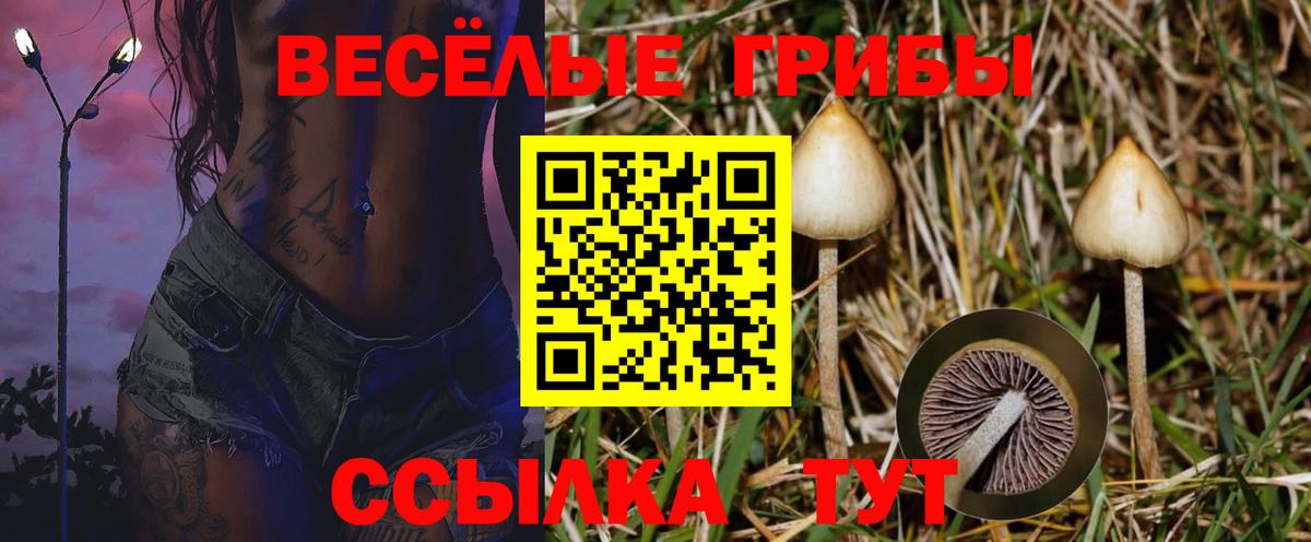 Галлюциногенные грибы Psilocybine cubensis Еманжелинск
